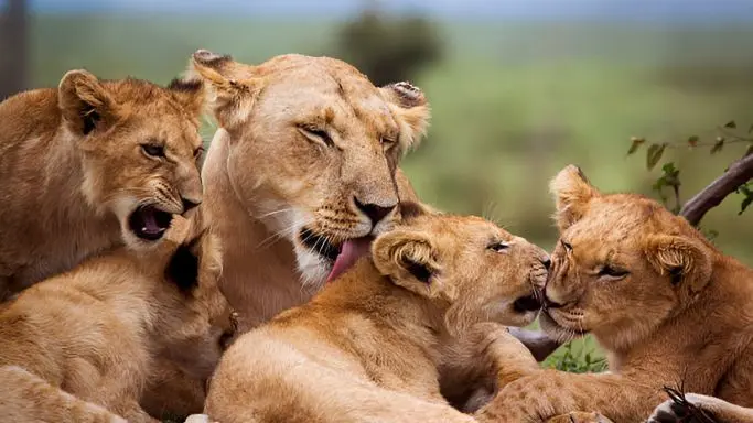 Ngorongoro Crater