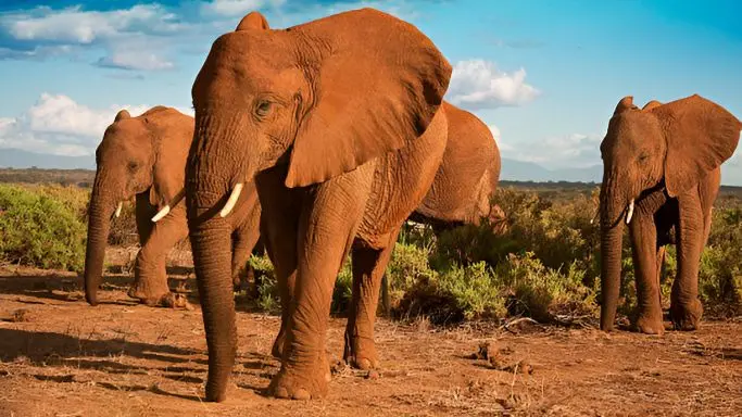 Tarangire Elephants
