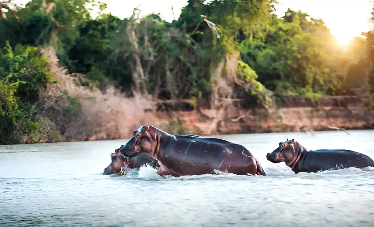 Selous Game Reserve