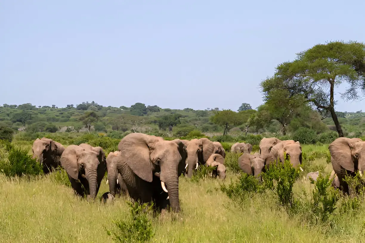 Tarangire National Park