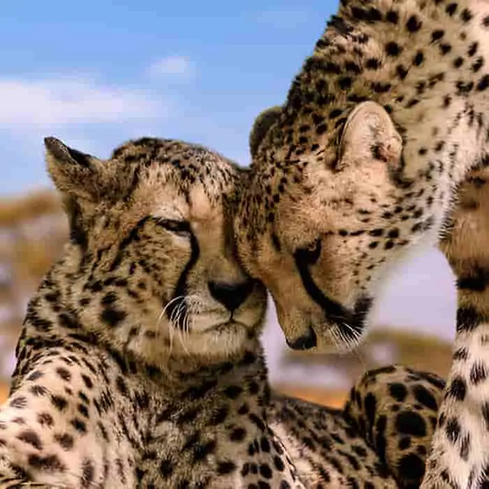 Serengeti Plains Expeditions Safari Team