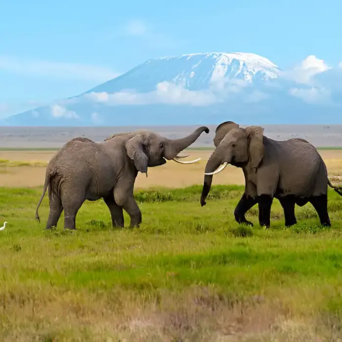 Amboseli National Park with Mount Kilimanjaro