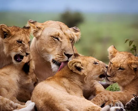Kenya Safari