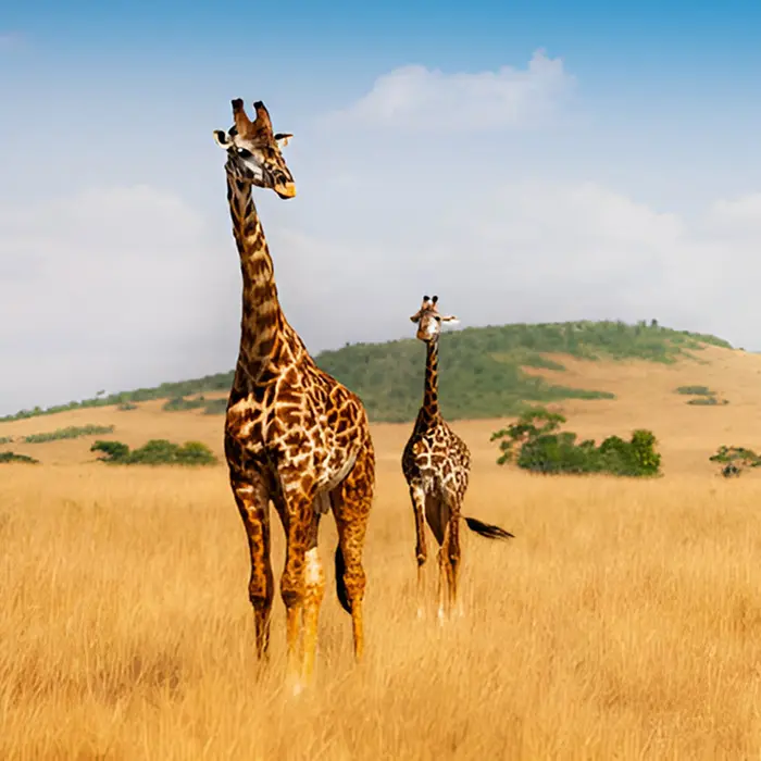 Wildlife in Masai Mara National Reserve