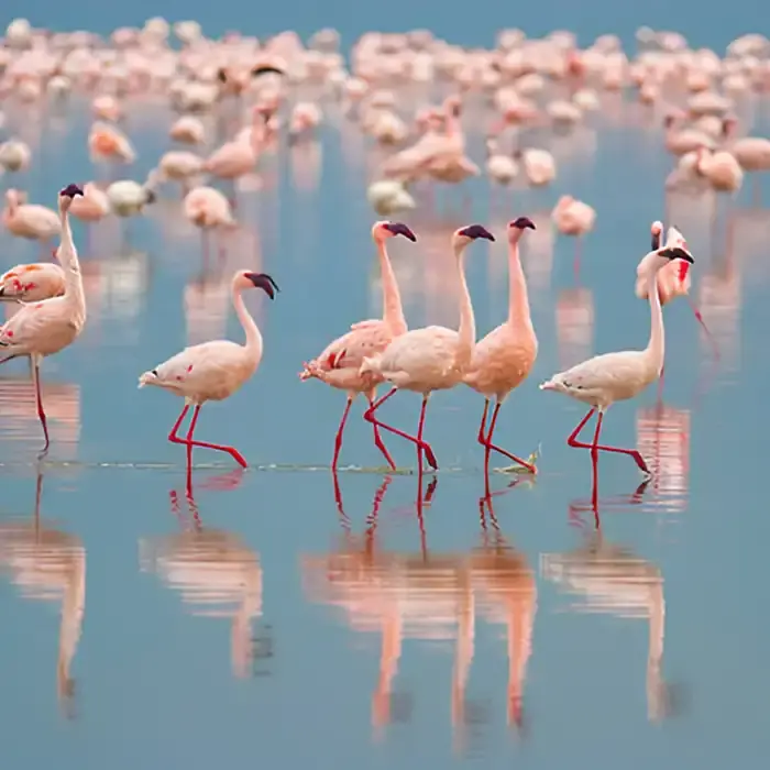 Lake Nakuru National Park with flamingos