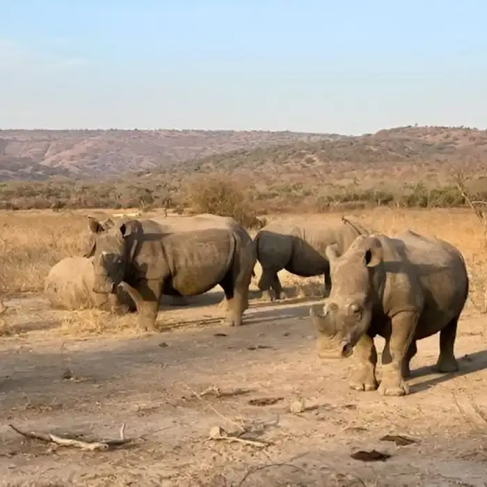 Wildlife in Akagera National Park