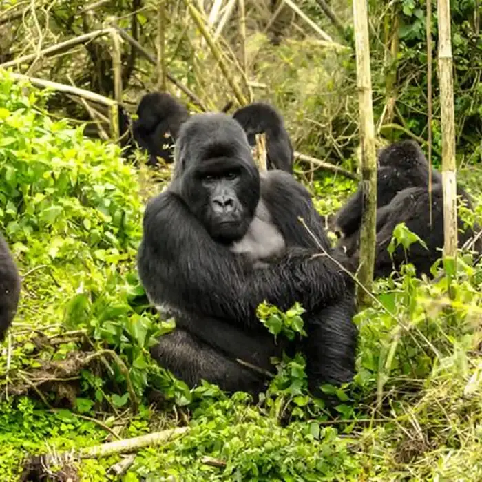 Volcanoes National Park Rwanda