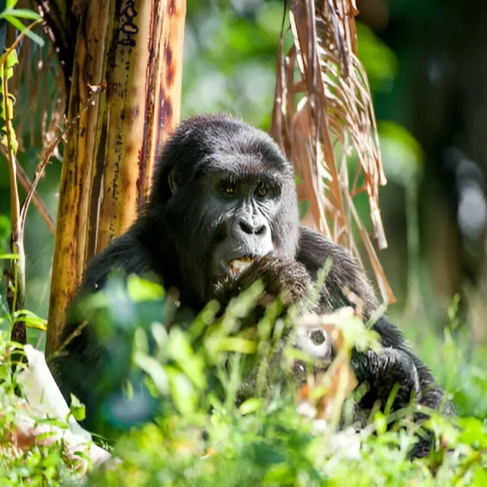 Rwanda Landscape