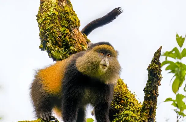 Rwanda Wildlife