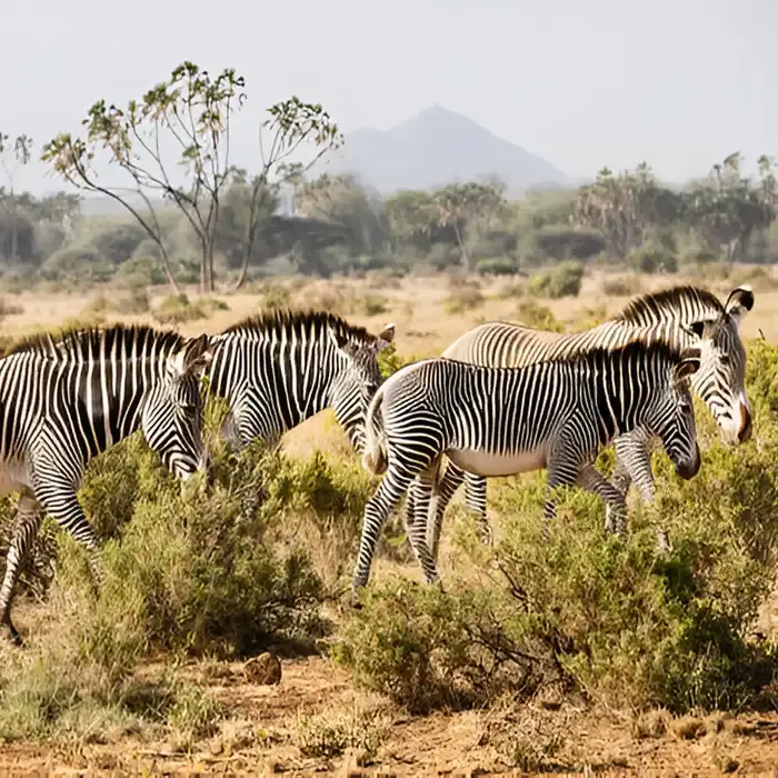 Samburu National Park wildlife