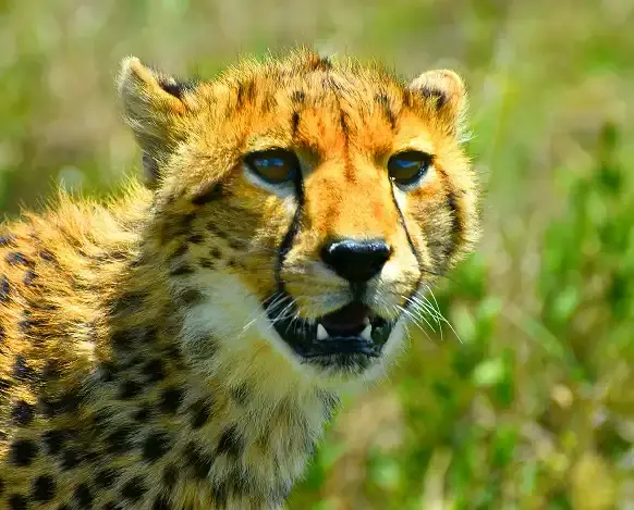 Tanzania Safari
