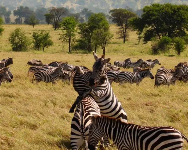Dry Season