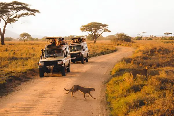 Wildlife in Serengeti National Park
