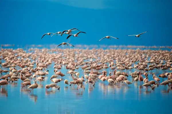 Lake Manyara National Park Landscape