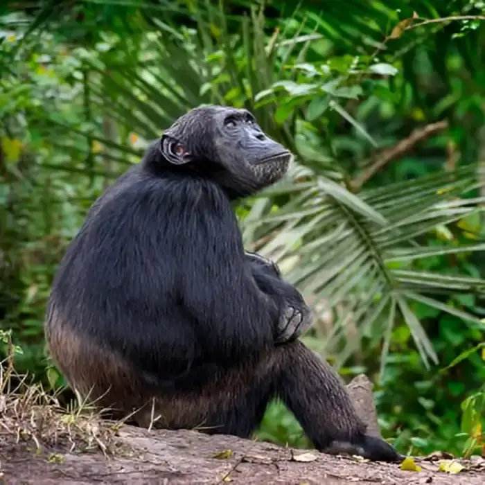 Mountain Gorillas in Bwindi Impenetrable National Park
