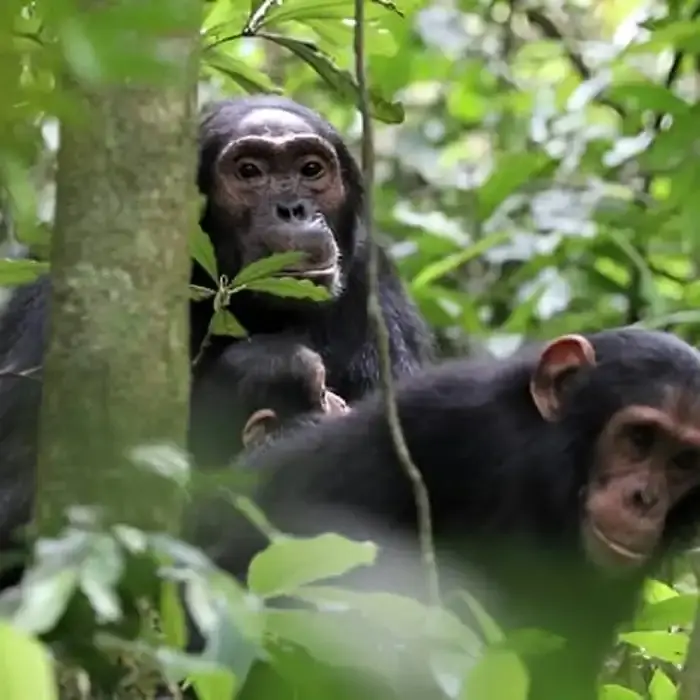 Chimpanzees in Kibale National Park