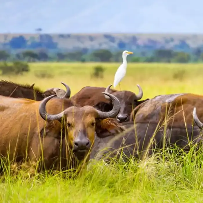 Wildlife in Queen Elizabeth National Park
