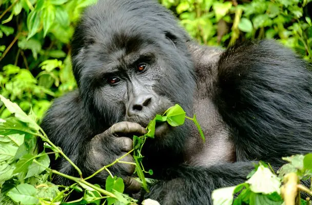 Uganda Wildlife