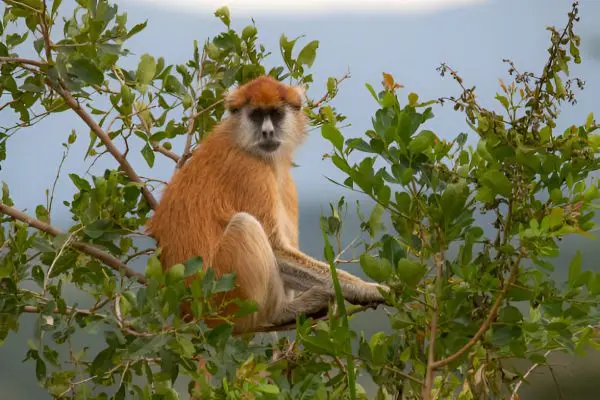 Uganda Landscape